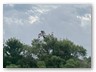 IMG_5952