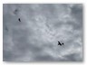 IMG_6042